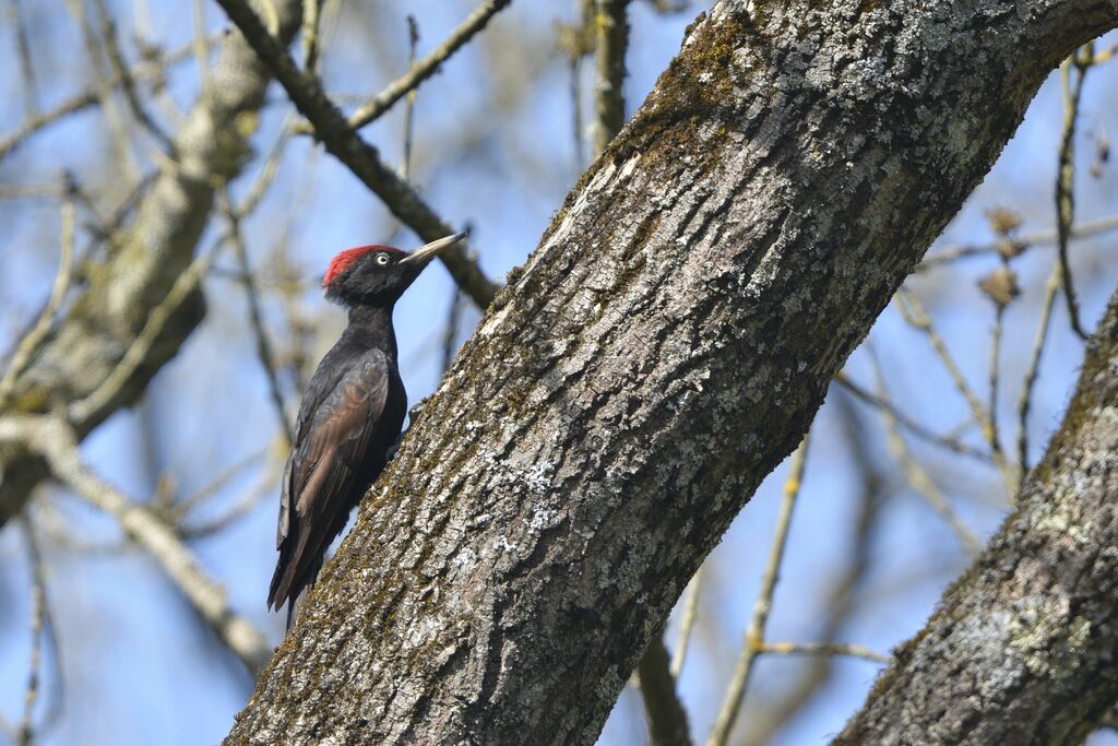 Black Woodpecker, identification