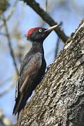 Black Woodpecker