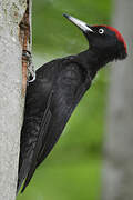 Black Woodpecker