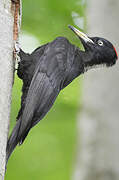 Black Woodpecker