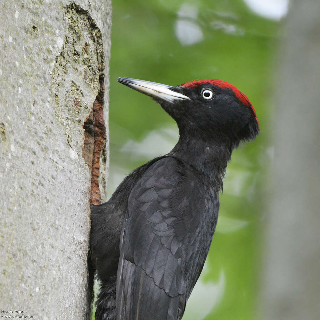 Black Woodpecker male adult, close-up portrait