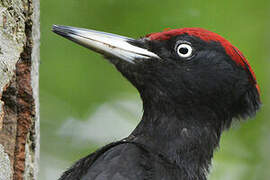 Black Woodpecker