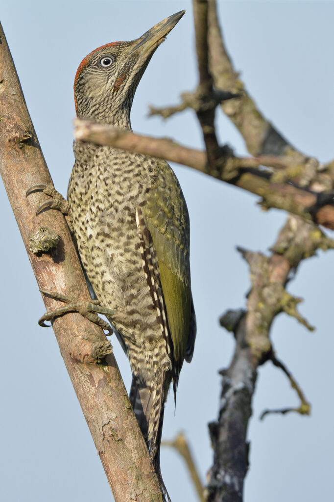 European Green Woodpeckerjuvenile