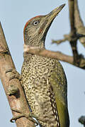 European Green Woodpecker