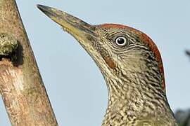 European Green Woodpecker