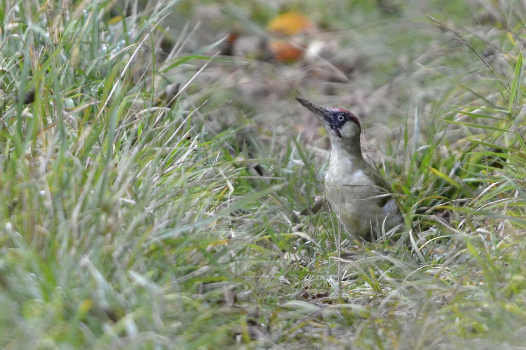 European Green Woodpecker