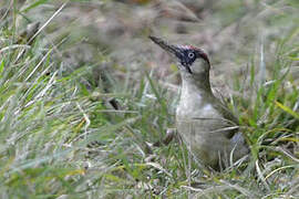 European Green Woodpecker