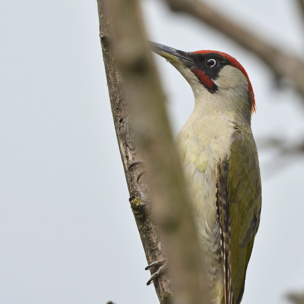 European Green Woodpecker male adult, identification