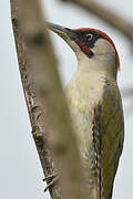 European Green Woodpecker