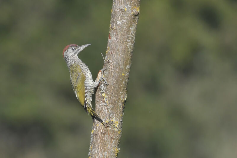 European Green Woodpecker female juvenile, identification
