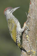 European Green Woodpecker