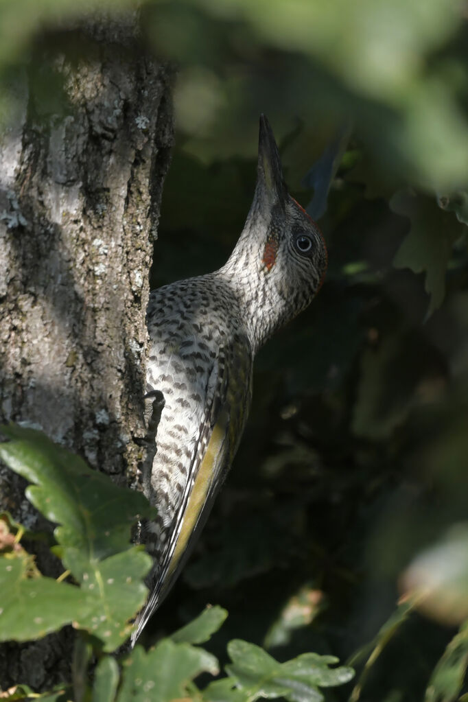 European Green Woodpecker male juvenile, identification