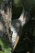 European Green Woodpecker