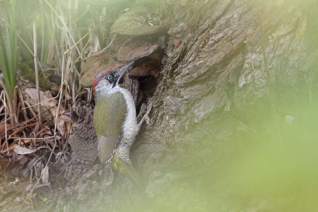 European Green Woodpecker female adult, identification