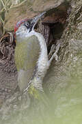 European Green Woodpecker