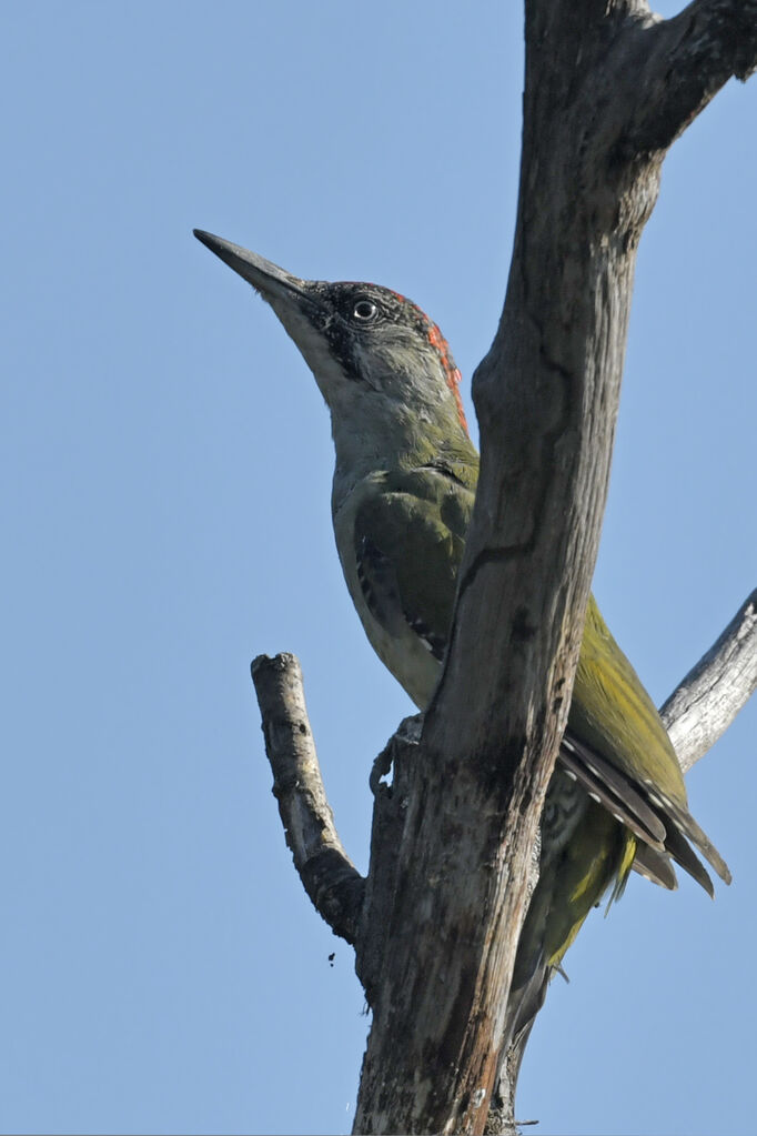 European Green Woodpecker female adult, identification