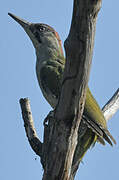 European Green Woodpecker