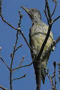 European Green Woodpecker