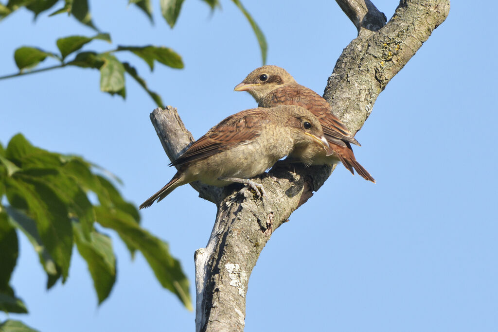 Red-backed Shrikejuvenile, identification