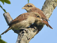 Red-backed Shrike