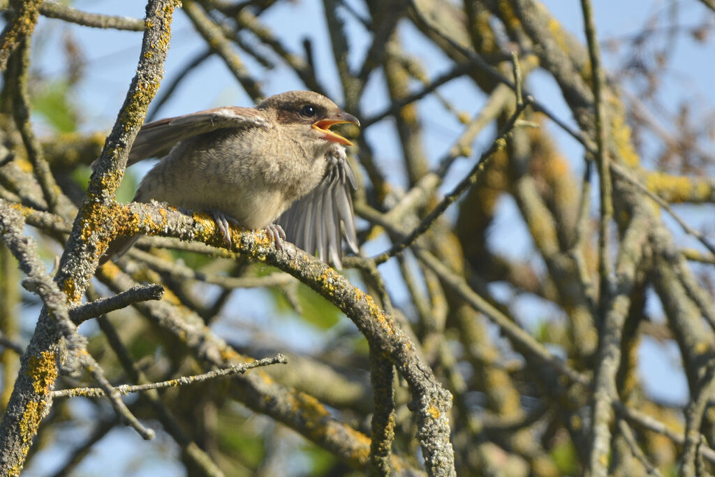 Red-backed Shrikejuvenile, Behaviour