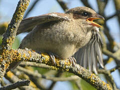 Red-backed Shrike