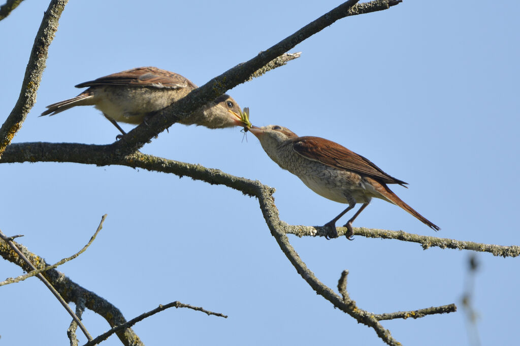 Red-backed Shrike, Behaviour