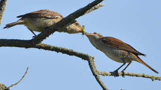 Red-backed Shrike