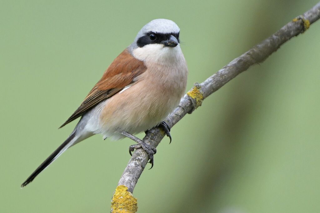 Pie-grièche écorcheur mâle adulte, identification