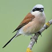 Red-backed Shrike