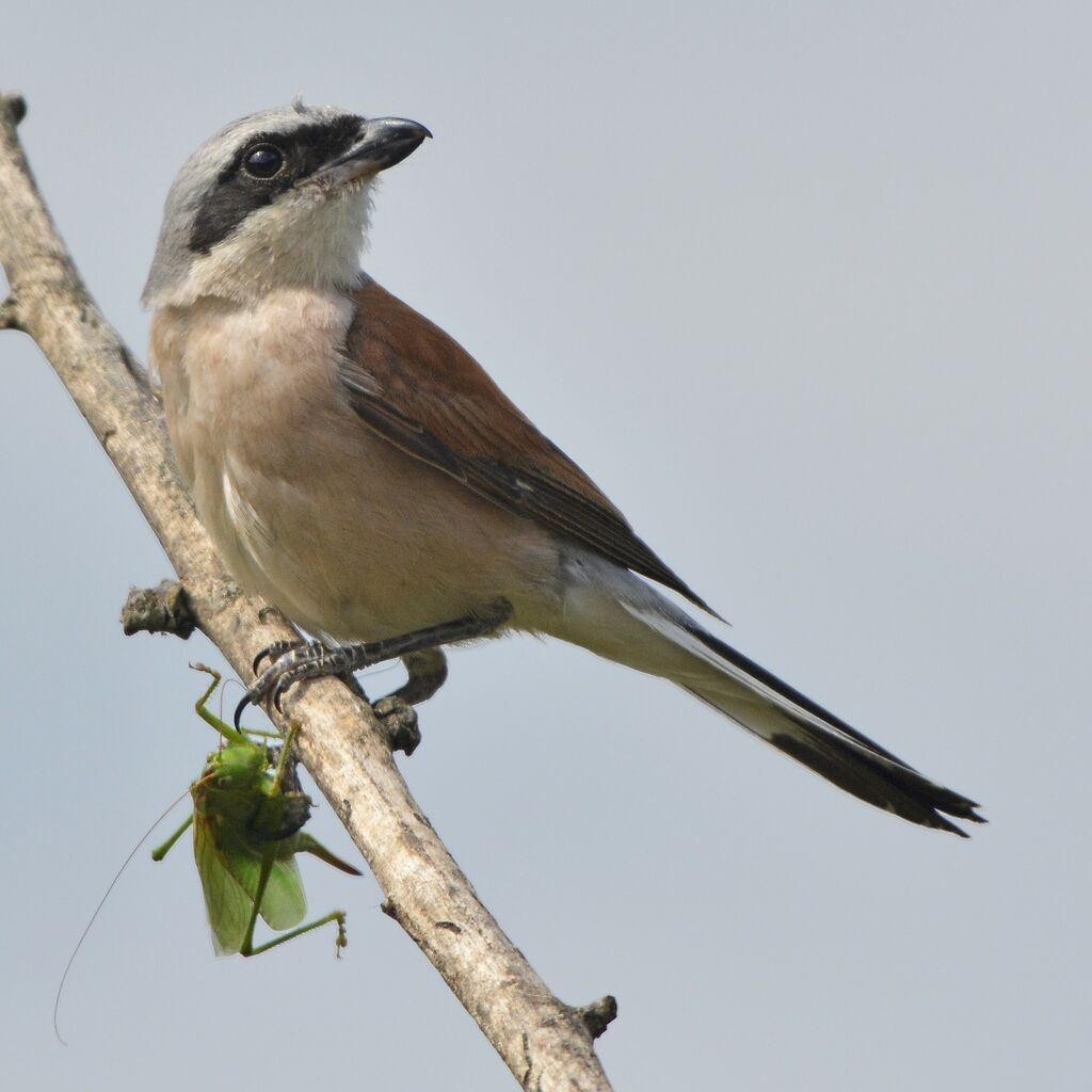 Red-backed Shrike male adult, feeding habits