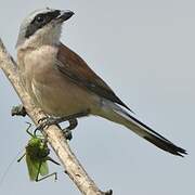 Red-backed Shrike