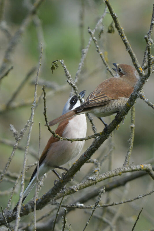 Red-backed Shrikeadult, courting display