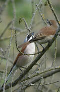 Red-backed Shrike