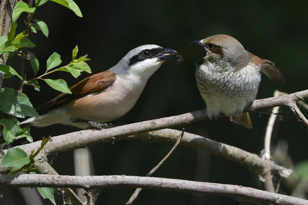 Red-backed Shrikeadult, feeding habits, Behaviour