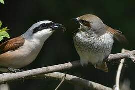 Red-backed Shrike