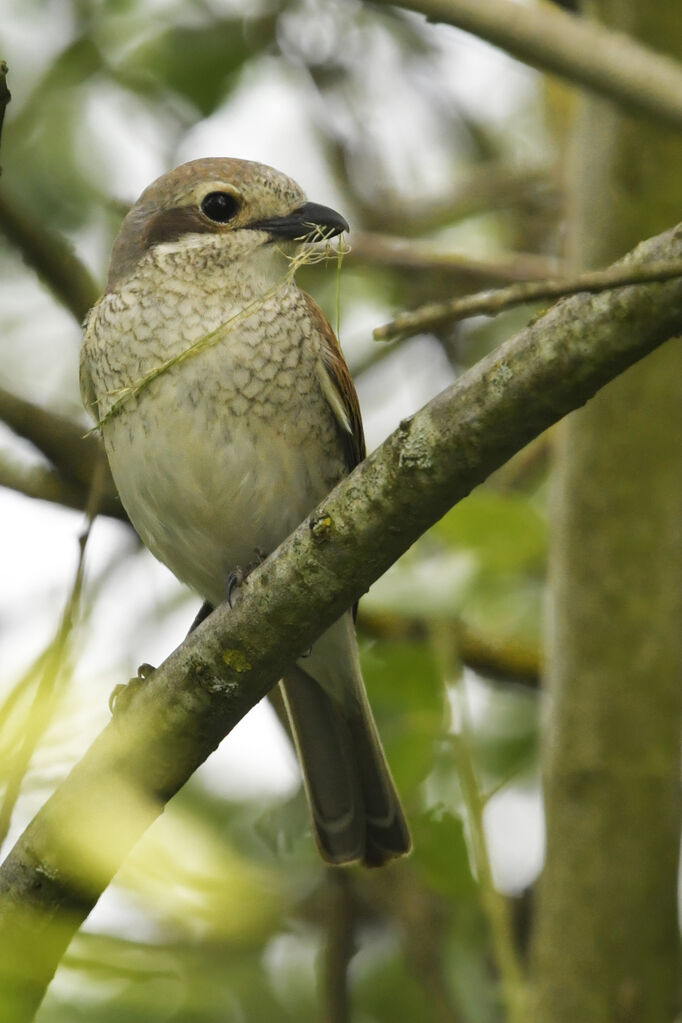 Red-backed Shrike female adult, identification, Reproduction-nesting