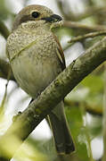 Red-backed Shrike