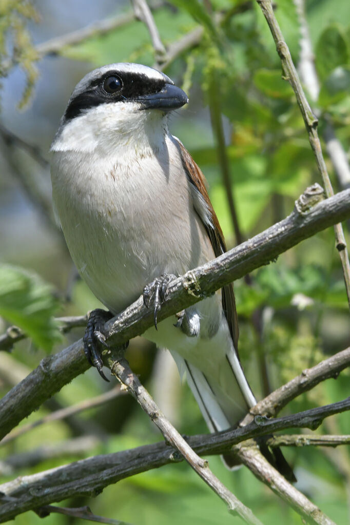 Pie-grièche écorcheur mâle adulte, identification