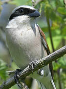 Red-backed Shrike