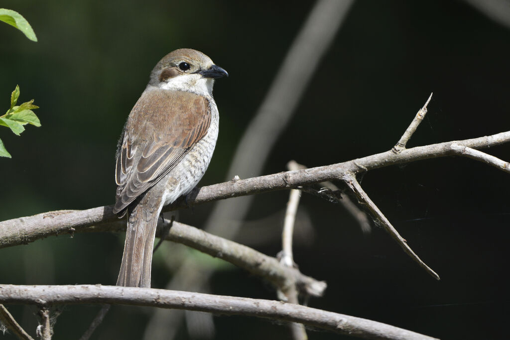 Pie-grièche écorcheur femelle adulte, identification