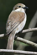 Red-backed Shrike