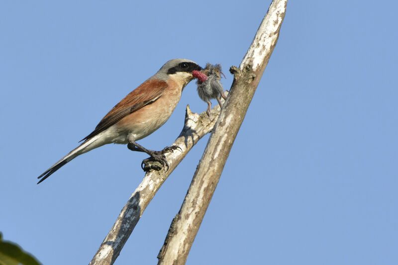 Red-backed Shrike male adult, feeding habits