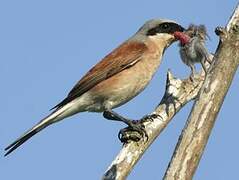 Red-backed Shrike