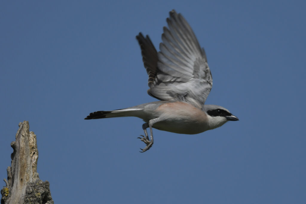 Red-backed Shrike male adult, Flight