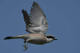 Red-backed Shrike