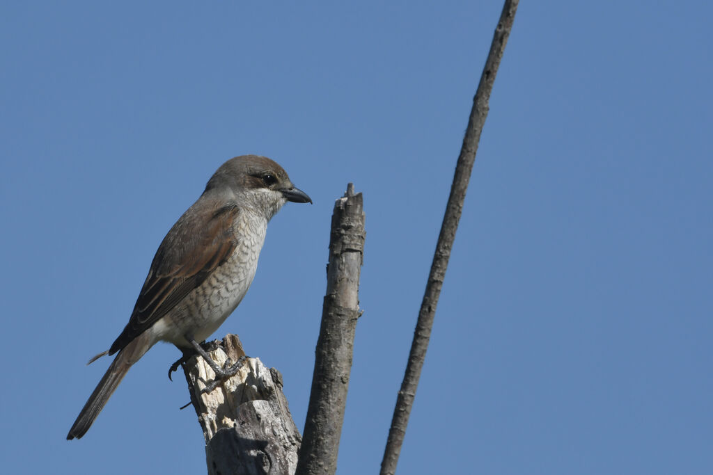 Pie-grièche écorcheur femelle adulte, identification