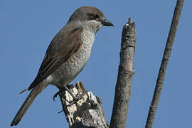 Red-backed Shrike