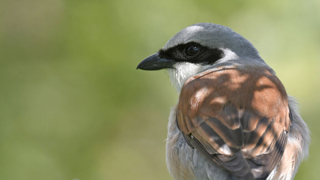 Red-backed Shrike male adult, close-up portrait