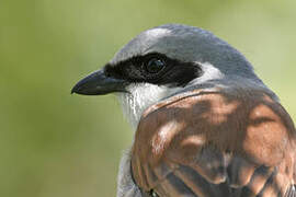 Red-backed Shrike